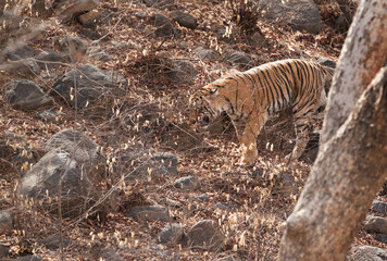 Tigress Ladali in tht forest of  Ranthambore