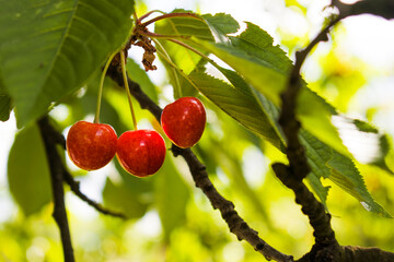 Three cherries ripening on the cherry tree.