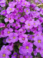 pink flowers in the garden