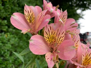 peruvian lily, yellowish-pink flowers with long, pointed petals, green petioles