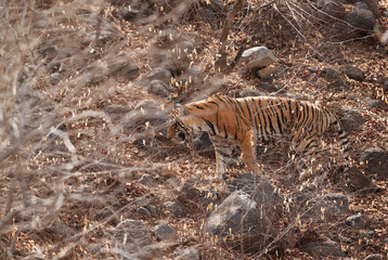 Obraz na płótnie Canvas Tigress T8, Ranthambore Tiger Reserve