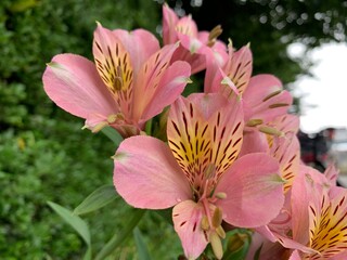 peruvian lily, yellowish-pink flowers with long, pointed petals, green petioles