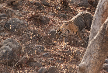 Naklejka na ściany i meble Tiger cub at Ranthambore Tiger Reserve