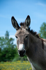 Obraz na płótnie Canvas Donkey portrait close up 