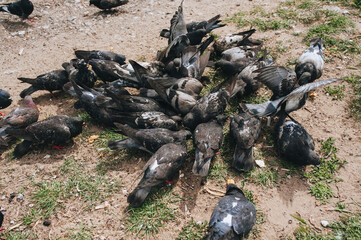 A flock of many black and white doves are fighting for food and bread in nature. Feeding the hungry birds. Photography, concept, top view.