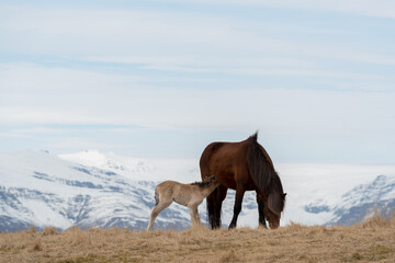 Young foal drinking mothers milk, icelandic horses, iceland, copy space