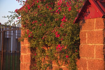 Red brick wall with climber pink rose