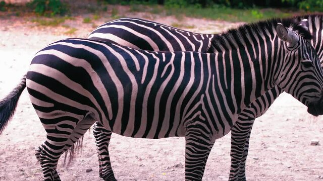 Two young zebras are a subgenus of a horse genus standing in the sun basking. Kiev zoo. Kiev, Ukraine. Prores 422.