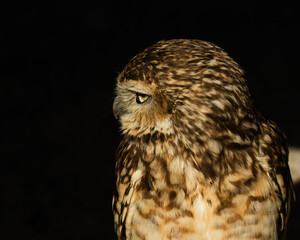 Inquisitive Burrowing Owl, Athene cunicularia, head shot looking to the left, against dark background