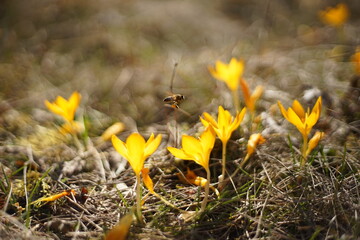 Bee flying between and pollinating yellow saffron flowers. On its legs, you could see the pollen that has stuck to them.