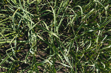 The texture of green young sprouted garlic in the garden. Photography, concept, top view.