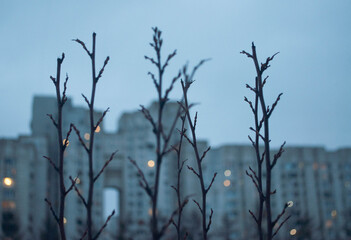 Plant branches on blurred building with bokeh window lights background. Gloomy winter nature of Russia. Dusk in the city.
