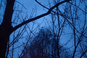 Flock of birds sitting on a distant trees in a forest at night.