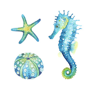 Watercolor Sea Animal Images – Browse 41,169 Stock Photos, Vectors, and  Video | Adobe Stock