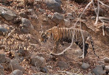 Ladali cub walking in the jungle of Ranthambore Tiger Reserve