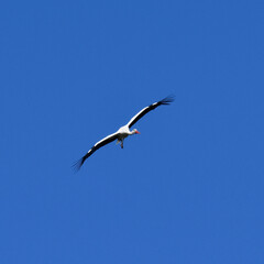 fliegender storch