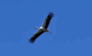 fliegender storch