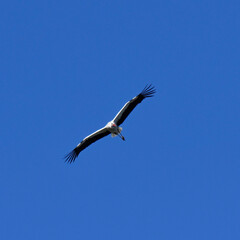 fliegender storch