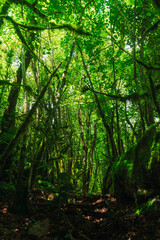Vertical photo of the lush forest with small rays of light entering through the green trees