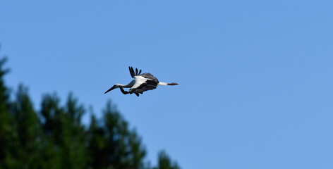 fliegender storch