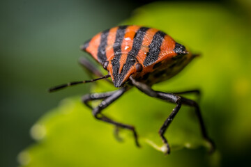 red bug on a leaf