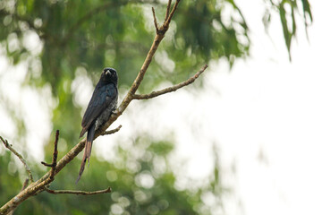 blackbird on a branch