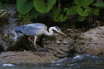 Grey Heron, catching fish, standing on the riverbank in the evening.