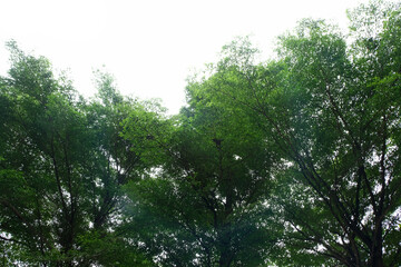 sun shining through trees