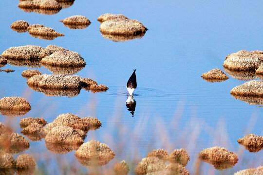 Black-winged stilt walks away from me, the bird "Cavaliere d'Italia" walks in a swamp, Castel Volturno.