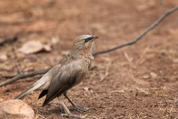 Jungle Babbler at Ranthambore Tiger Reserve
