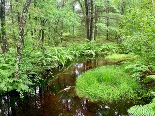 Fototapeta na wymiar Forest Stream Background
