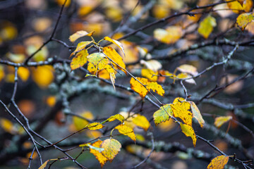 Yellow leaves on a branch in the autumn.
