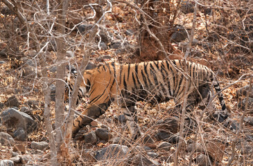 Fototapeta na wymiar Tigress T8 cub in the jungle of Ranthambore Tiger Reserve