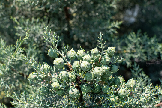 Nahaufnahme der Zapfen einer Arizona Zypresse- Cupressus arizonica