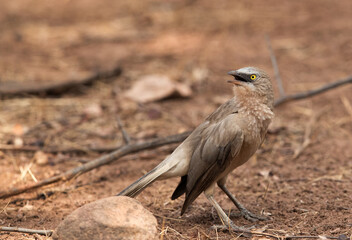 Closeup of Jungle Babbler at Ranthambore Tiger Reserve