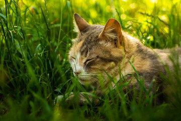 Naklejka na ściany i meble Portrait of a beautiful cat in dense grass, summer mood and stray animals