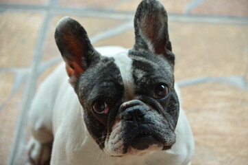 Buldogue francês, fêmea, 1 ano de idade 