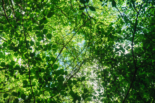 Horizontal photo of upward view of a lush forest with green trees in summer