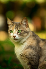 Full-length cat on a background of summer greenery, a stray animal in nature