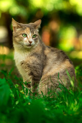 Naklejka na ściany i meble Full-length cat on a background of summer greenery, a stray animal in nature