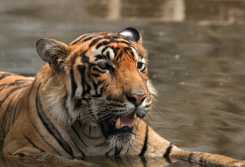 Fototapeta na wymiar Closeup of Tiger cub in a water hole, Ranthambore Tiger Reserve