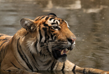 Fototapeta na wymiar Tigress T60 cub in a water hole, Ranthambore Tiger Reserve, India