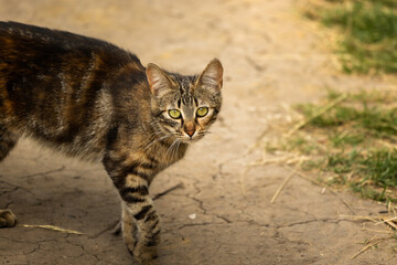 Beautiful tabby cat on sand background