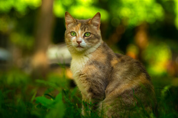 Cat on a background of summer greenery, a stray animal in nature