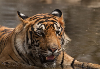 Fototapeta na wymiar Tigress T60 cub in a water hole of Ranthambore Tiger Reserve