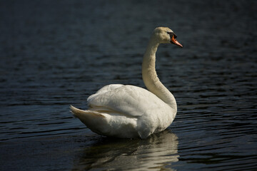 Stolzer Schwan im Abendlicht