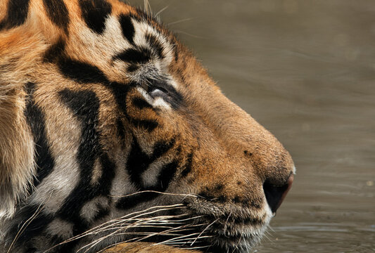 Eie of Tigress T60 cub, Ranthambore Tiger reserve