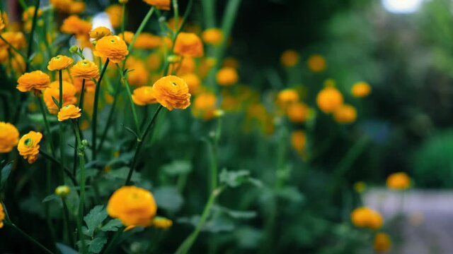 buttercup, yellow flowers sways in the wind along a cobblestone path with sprouted green moss. blurred background. home gardening. landscape design.