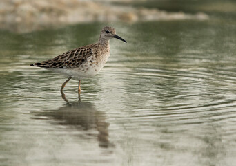 Beautiful Wood Sandpiper at Asker marsh, Bahrain