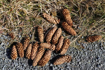 A closeup view of some pine cones lying beside a walking track in Wales, UK.